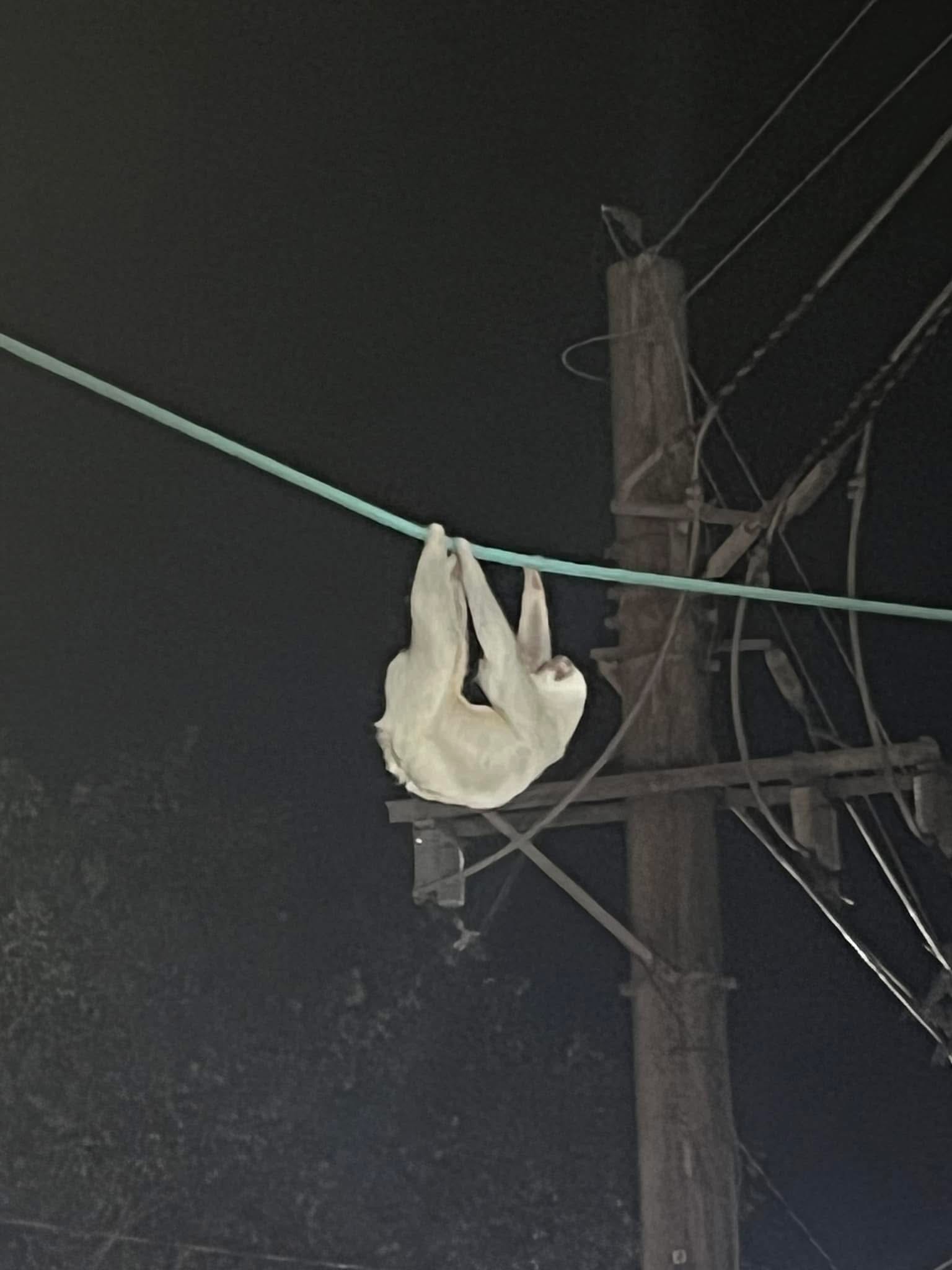 Sloth hanging on a wire at night in Costa Rica